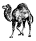 camel